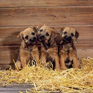 JD-15725 Border Terrier Dog - puppies in barn