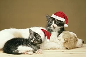 JD-1582E-M-C Dog & cat - puppy & 2 Kittens wearing Christmas hats