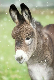 JD-15843-M Donkey - foal in falling snow