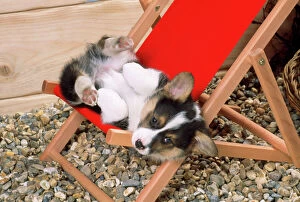 JD-15922 Welsh Corgi Dog - (Pembroke) puppy on deckchair