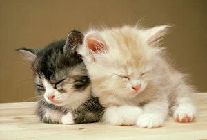 JD-1593-M Cat - Two Kittens asleep