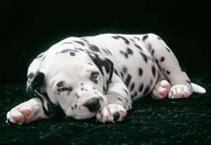 Sleeping Prints: JD-15975E
