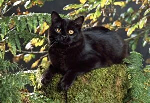 JD-16035 Cat - Black cat in autumn setting