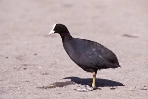 Images Dated 25th June 2004: Coot