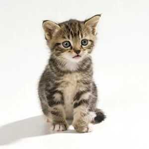 JD-16225 CAT - Kitten, 35 days old