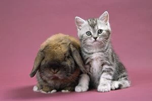JD-16343 CAT - Kitten and rabbit