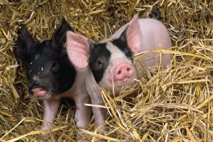 JD-16608E PIG - two black & white piglets in straw