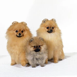 JD-16712 DOG - Pomeranian, three sitting, one puppy, studio shot