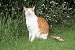 JD-16838 CAT - sniffing the air in garden