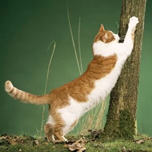 JD-16865 Cat - clawing at tree, using as scratching post