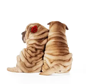 Hugging Prints: JD-17409E