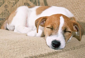 JD-17483E Jack Russell Terrier Dog - puppy asleep