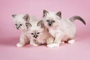 JD-17653 CATS - Blue Tabby, Seal Tabby and Blue Birman kittens