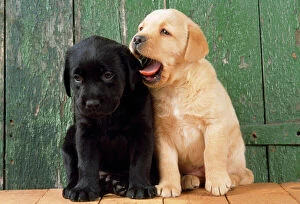 JD-17734 DOG - Black and Yellow Labrador puppies by barn door