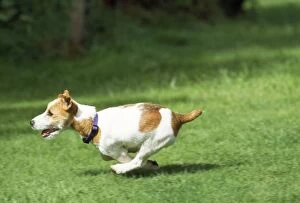 JD-17778 DOG - Jack Russell Terrier, running