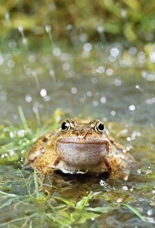 JD-17887 Common FROG - In water