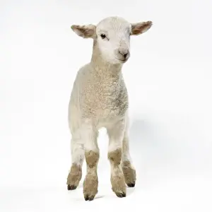 Easter Prints: Lamb
