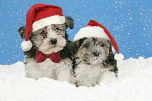 JD-19351-M Dog. Lhasa Apso cross puppies (7 weeks old) in snow wearing Christmas hats, one with bow tie