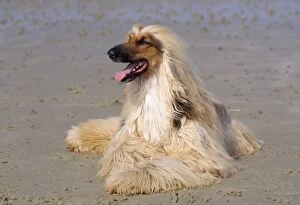 JD-19510 Dog - Afghan Hound on beach