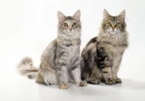 JD-19522 Cat - Maine Coon kittens, 4 1 / 2 months old, x2