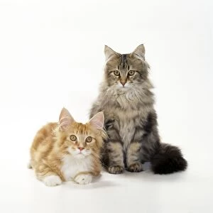 JD-19523 Cat - Maine Coon kittens, 4 1 / 2 months old, x2