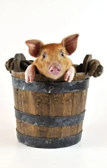 JD-19914 Pig. Large white cross piglet in bucket