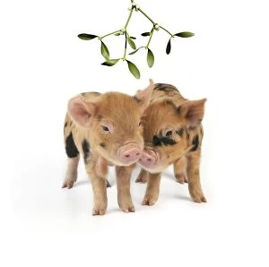 JD-19960-M Piglets. 1 week old Kune Kune piglets under Mistletoe
