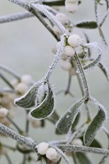 JD-19971 Mistletoe - with frost