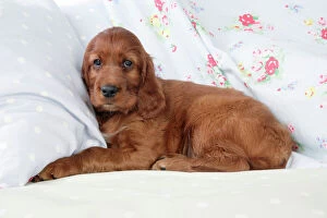 JD-20028 Dog - Irish Setter - Puppy lying down on pillow