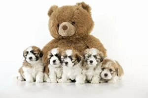 JD-20093 Teddy Bear Dog - puppies (8 weeks old) with a teddy bear