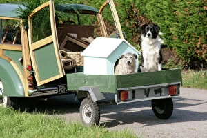 JD-20102-M Dogs - in dog house on trailer behind Morris Minor Traveller 1969 during house move