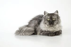 JD-20105 Chincilla X Persian - dark silver smoke Cat