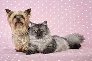JD-20110-M Cat & Dog - Chincilla X Persian. dark silver smoke with a Yorkshire Terrier dog