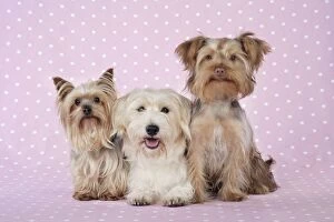 JD-20115 Dogs - Yorkshire Terrier, Jack Russell terrier X Bichon and Poodle X Yorkshire Terrier