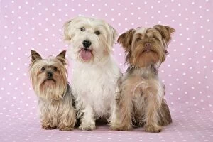 JD-20116 Dogs - Yorkshire Terrier, Jack Russell terrier X Bichon and Poodle X Yorkshire Terrier