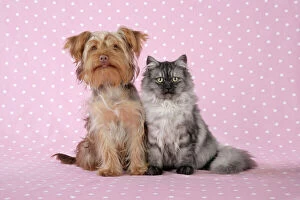 JD-20117-M Cat & Dog - Chincilla X Persian.dark silver smoke with Poodle X Yorkshire Terrier dog