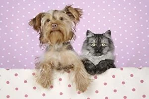 JD-20120-M Cat & Dog - Chincilla X Persian.dark silver smoke with Poodle X Yorkshire Terrier dog