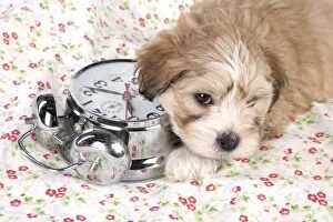 JD-20142 Dog - 7 weeks old Lhasa Apso cross Shih Tzu puppy with clock