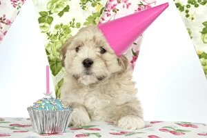JD-20147 Dog - 7 week old Lhasa Apso cross Shih Tzu puppy in pink party hat