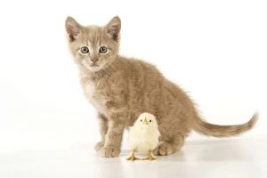 JD-20172 Cat - Kitten with chick