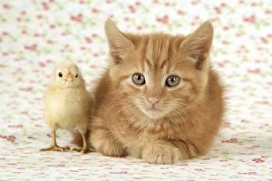 JD-20175 Cat - Kitten with chick