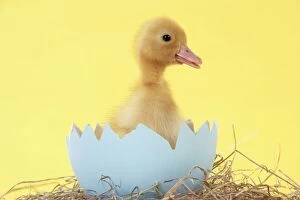 JD-20190 Duckling in large egg shell