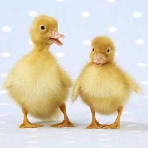 JD-20191-C Ducklings on blue spotted background
