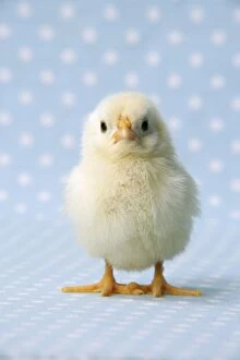JD-20193 Chicken - chick on blue spotted background