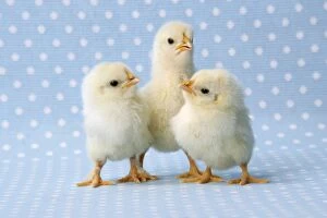 JD-20194 Chicken - chick on blue spotted background