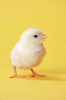 JD-20199 Chicken - chick on yellow background