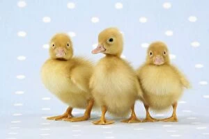 JD-20214 Ducklings - on blue spotted background