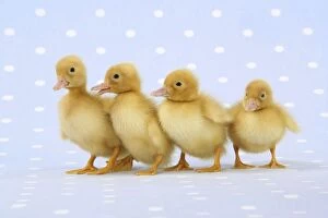 JD-20215 Ducklings - on blue spotted background