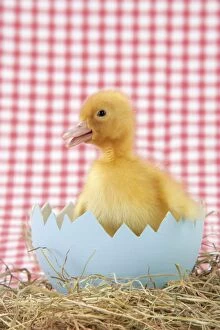 JD-20216 Duckling - in large egg shell