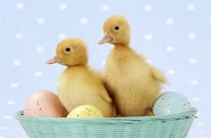 JD-20217-M-C Ducklings - in basket with coloured eggs